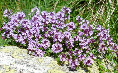 Le thym, de la plante aux huiles essentielles