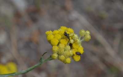 L’hélichryse italienne