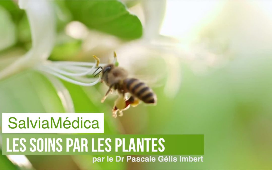 Les soins par les plantes