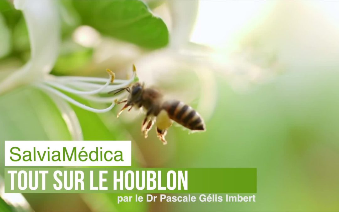 Le houblon