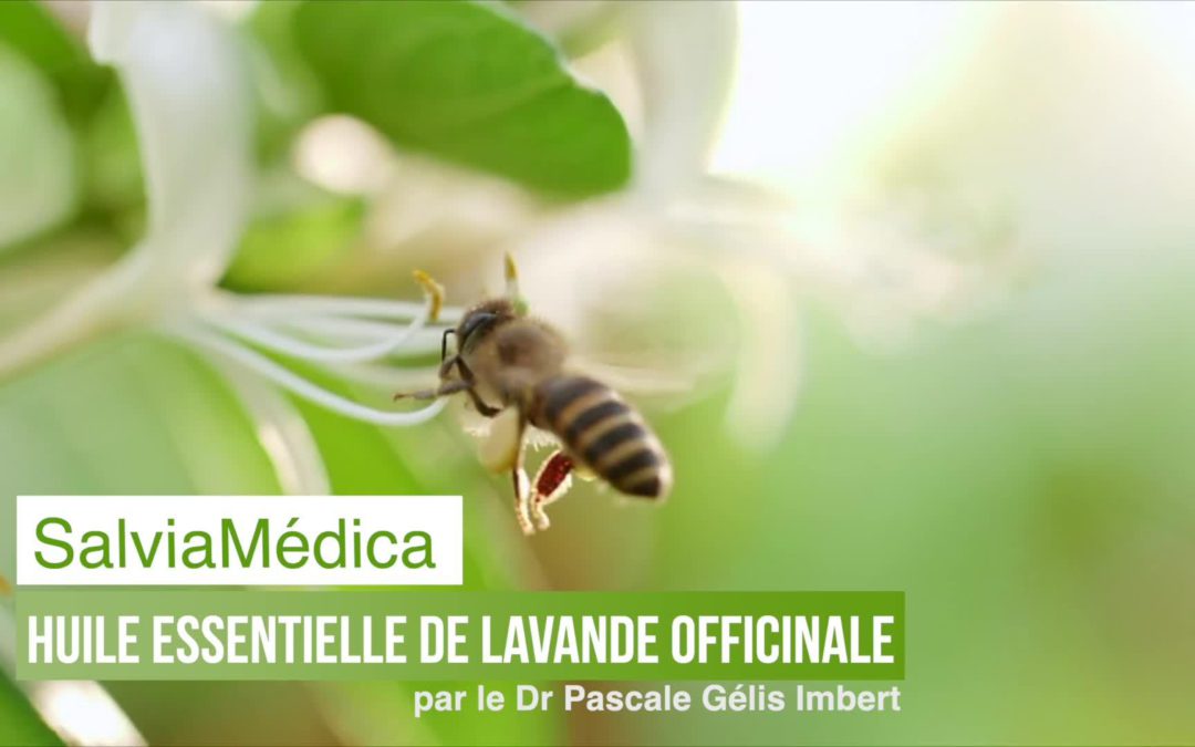 HE de lavande officinale