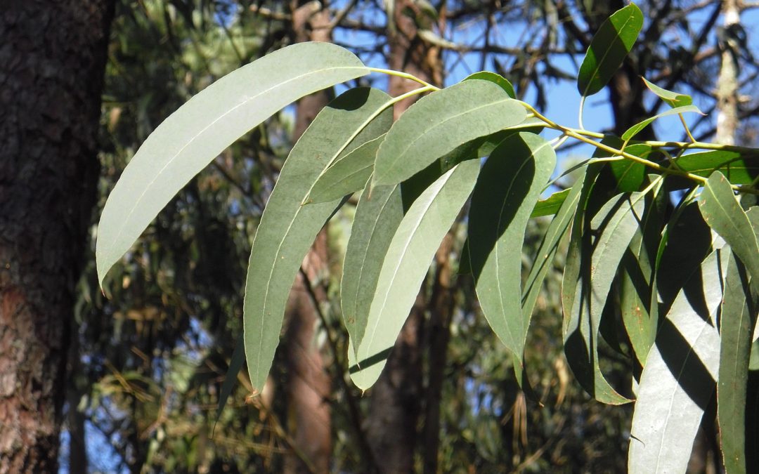 L’HE d’eucalyptus globuleux