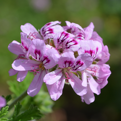 L’HE de géranium rosat