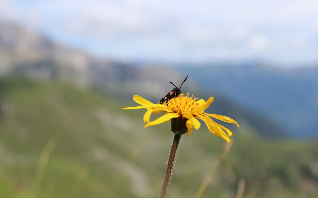 L’arnica