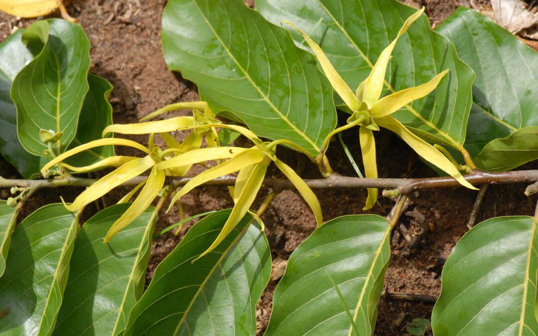 L’HE d’ylang ylang