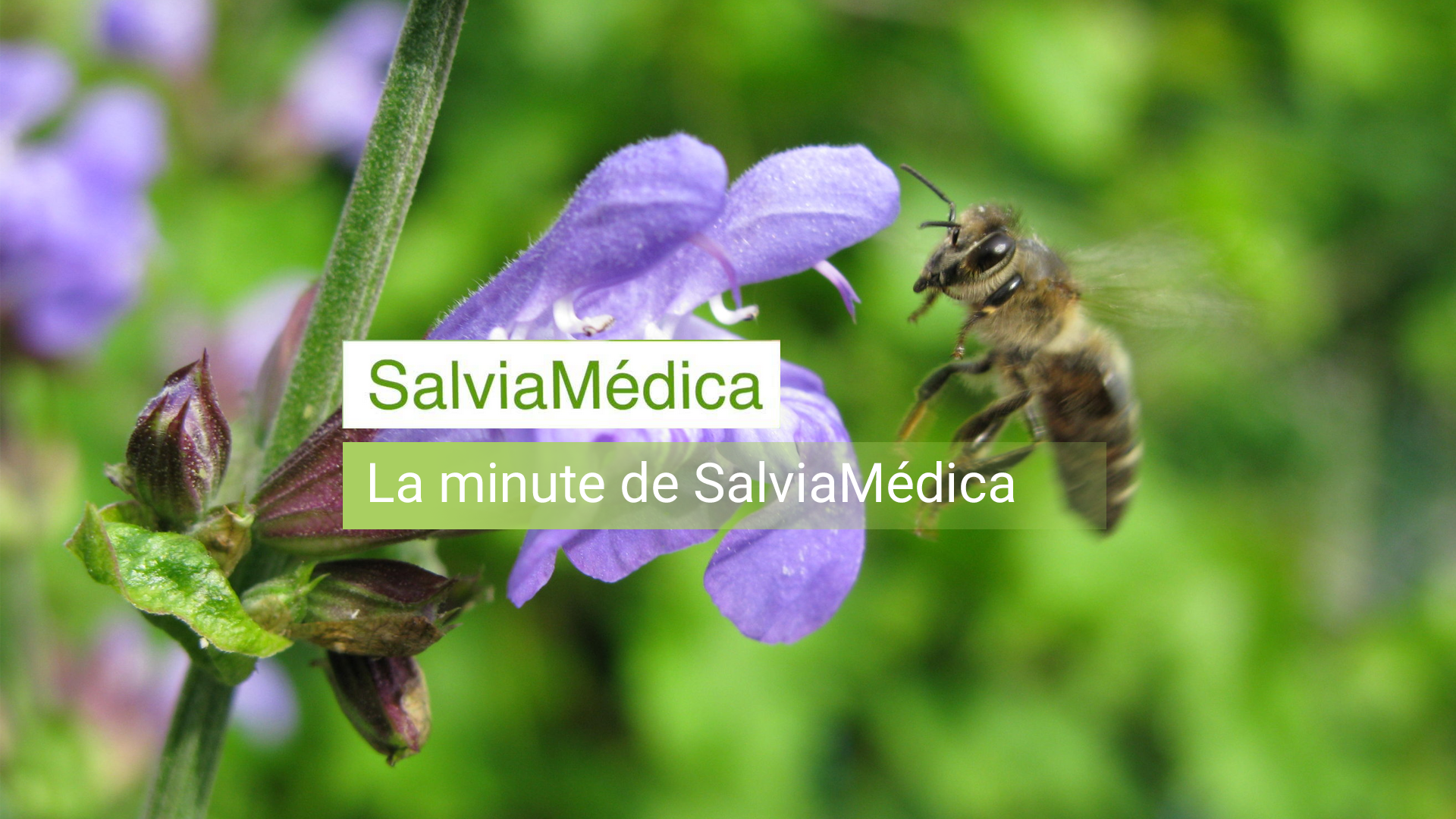 salviamedica-video-minute